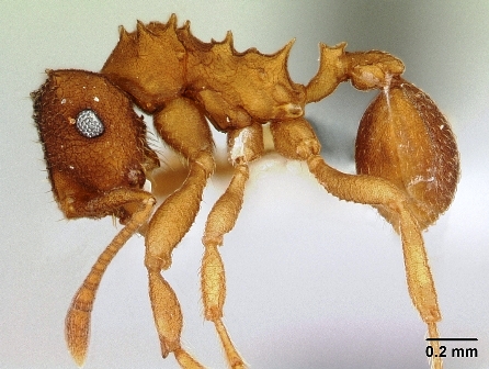Mycocepurus smithii, fungus-growing ant